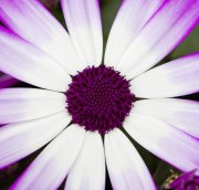 bloemen en planten vvbvanbree     1115